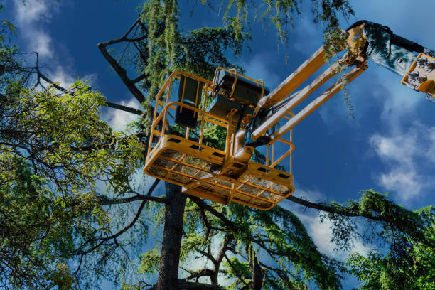 Best Emergency Tree Removal Services  in USA