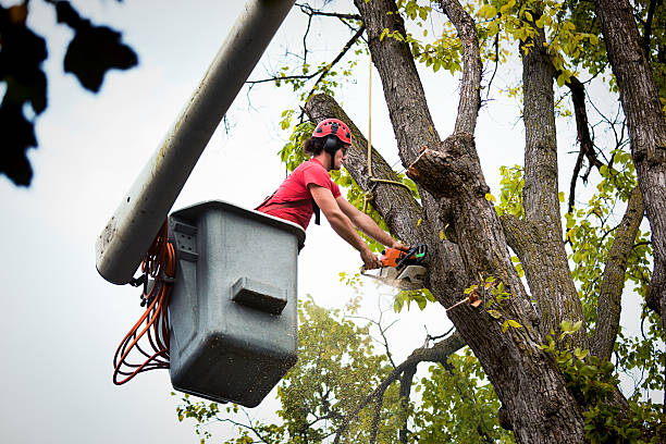 Best Residential Tree Removal  in USA